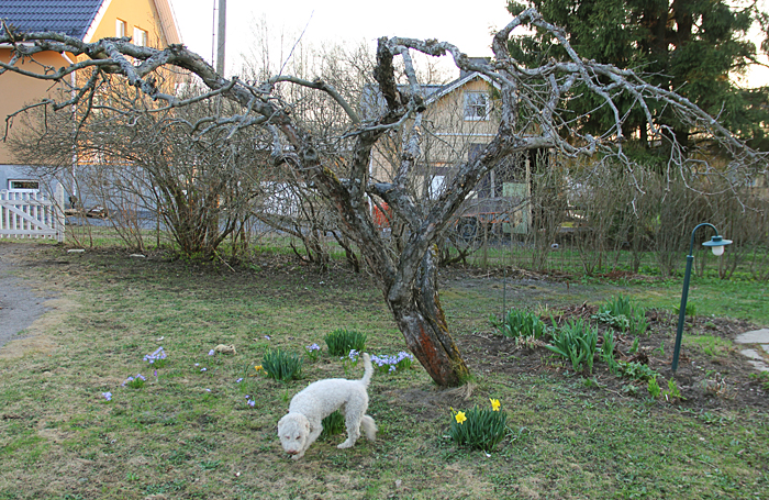 Tryffelikoira etsii sopivaa paikkaa kaivaa kuoppaa. Omenapuu näyttää keväisin karulta leikkauksen jälkeen. Huopahattu menee kesällä heittämällä läpi oksistosta ja iltapäivän aurinko paistaa terassille latvuston yli.
