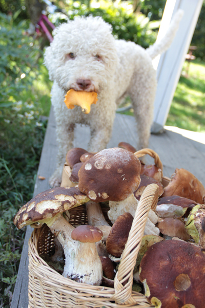 Päivän saldo: neljä korillista ja yksi sankko herkkutatteja, kaksi kanttarellia ja onnellinen sienikoira.